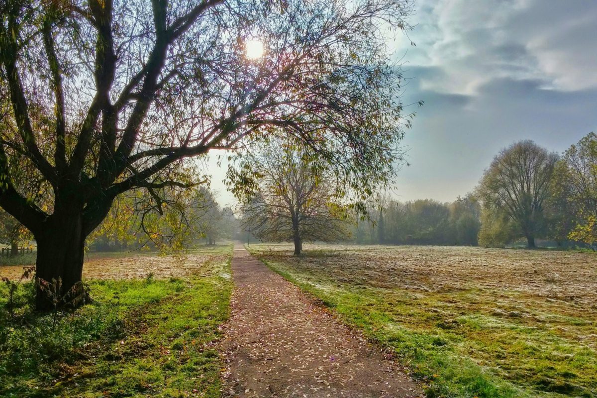 A quiet path through a park